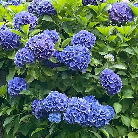 Casa Ai Lupi With Panoramic View Gordola