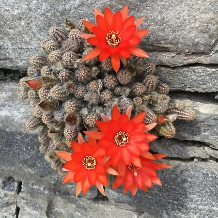 Hébergement de vacances Casa Ai Lupi With Panoramic View *