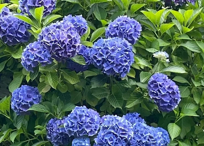 Casa Ai Lupi With Panoramic View Gordola